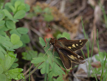 Zabulon Skipper female